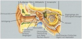 Aufbau menschliches Ohr